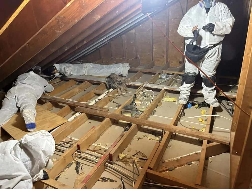 Mold remediation technicians in protective suits removing insulation from attic floor joists in Scarsdale, NY home